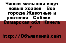   Чишки-малышки ищут новых хозяев - Все города Животные и растения » Собаки   . Самарская обл.,Кинель г.